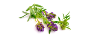 Hierbas perennes